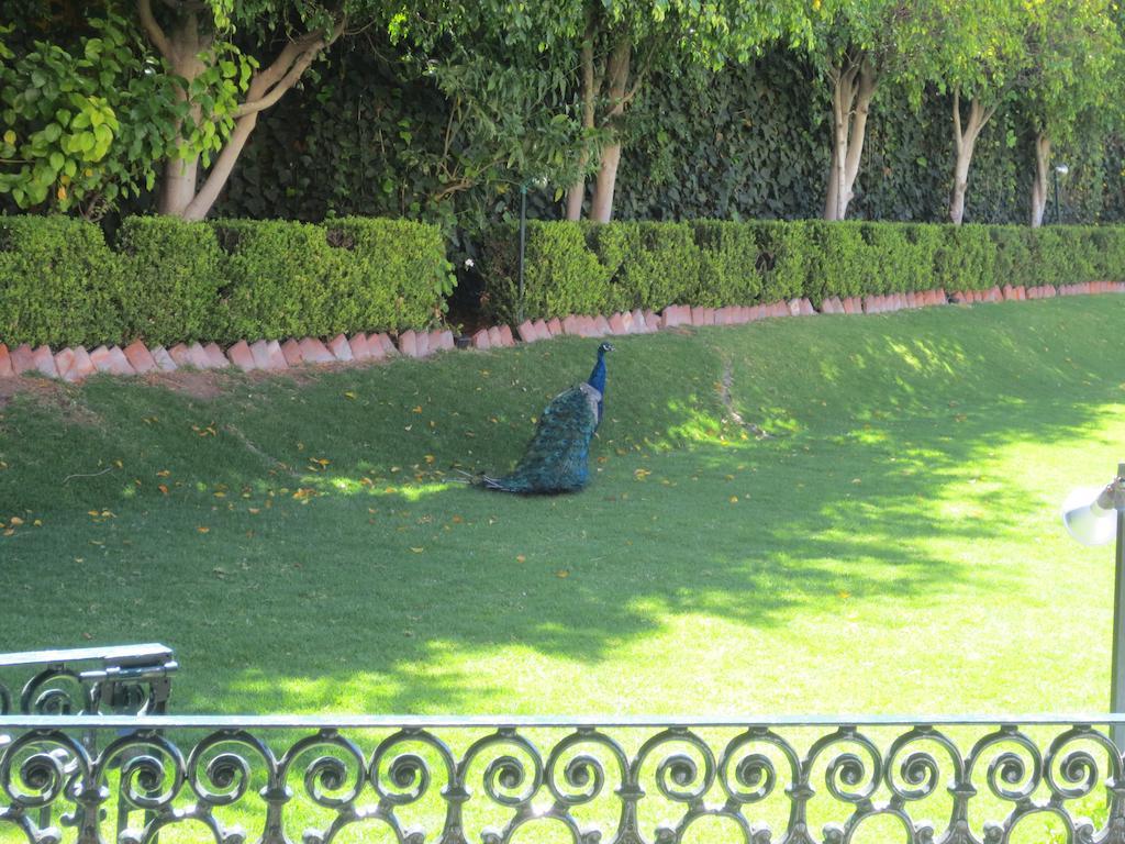 Gran Hotel Hacienda De La Noria Aguascalientes Ngoại thất bức ảnh Peacock at the residence